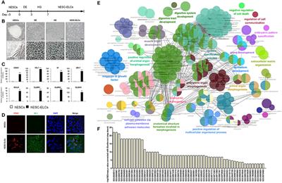 Next-Generation Intestinal Toxicity Model of Human Embryonic Stem Cell-Derived Enterocyte-Like Cells